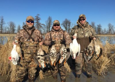 specklebelly and snow geese