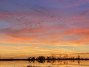 beatiful sunset with geese migrating