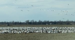 snow goose feed in kennett missouri