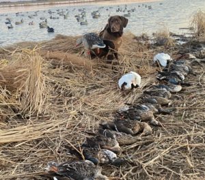 picture of ducks harvested with dog and decoys in the background
