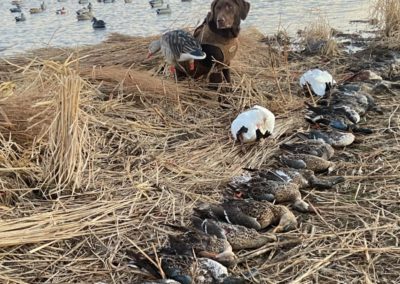 ducks harvested with Rogers Goosedown Outfitters